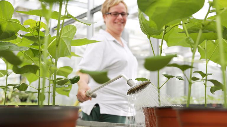 Syngenta Biomaterial in top Qualität
