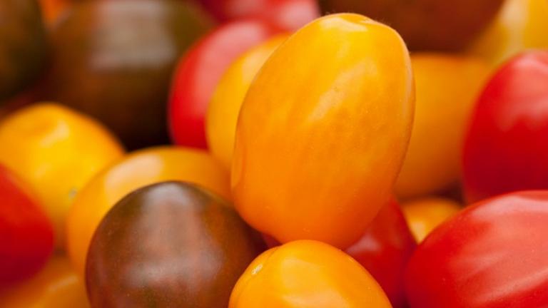 Syngenta_Gemüse_Tomate