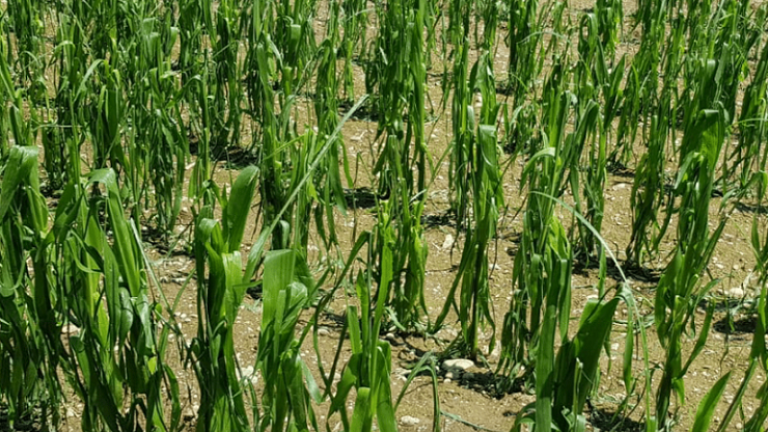 hagel740x470.png