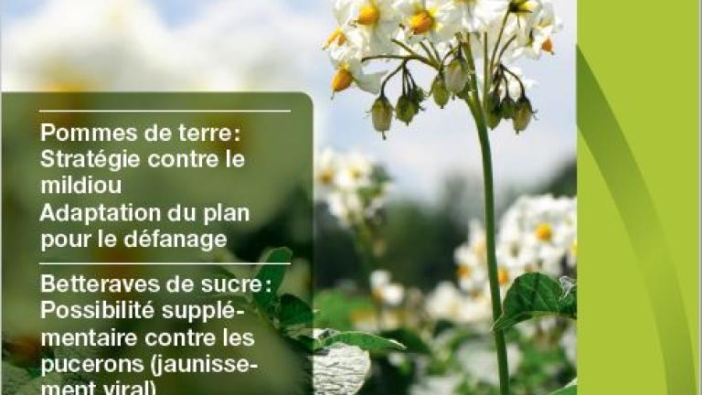 Syngenta Actualités Grandes cultures, Printemps  2022