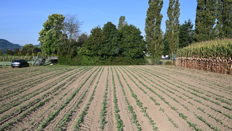 Demofeld Stein