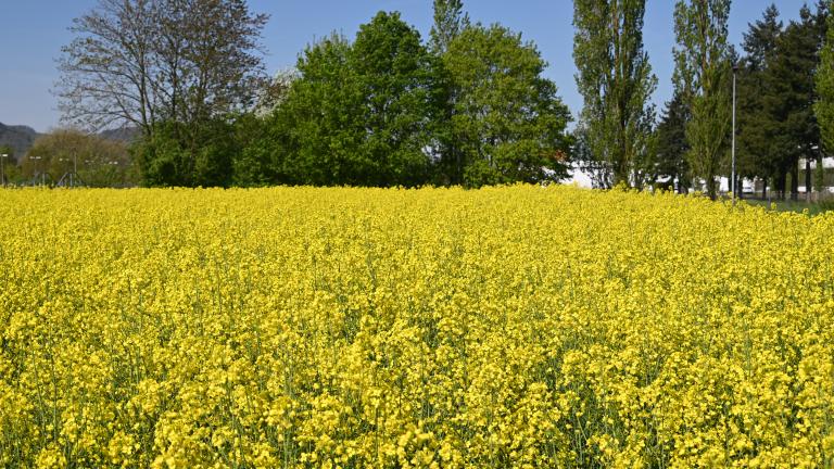 Demofeld Stein 21.04.2022