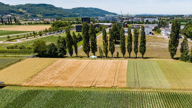 Syngenta Demofeld Stein