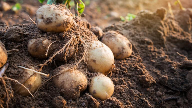 Kartoffeln in der Erde