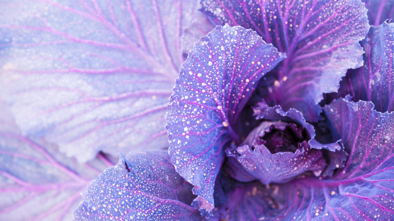 red_cabbage