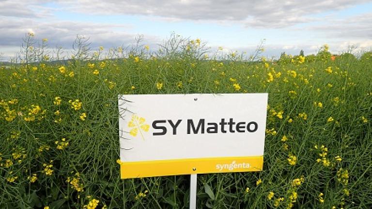 SY Matteo