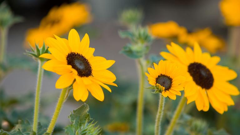 Sunblast_Sunflower