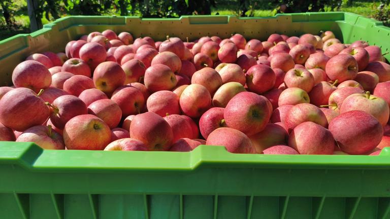 apples