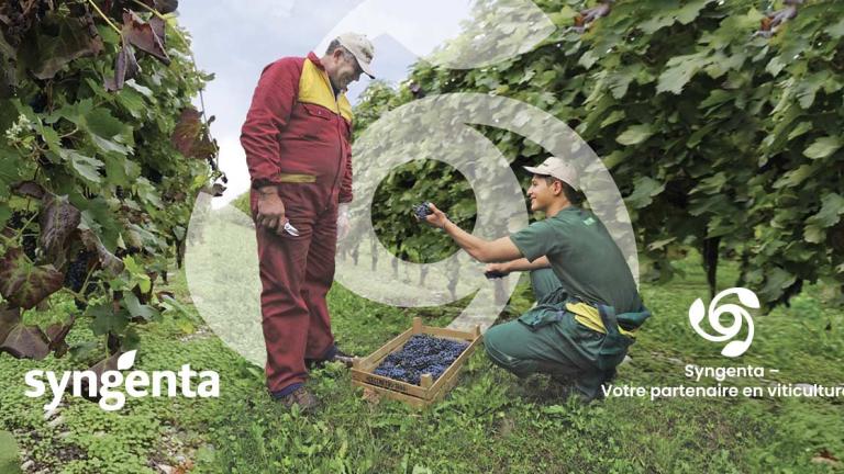 Viticulture Syngenta