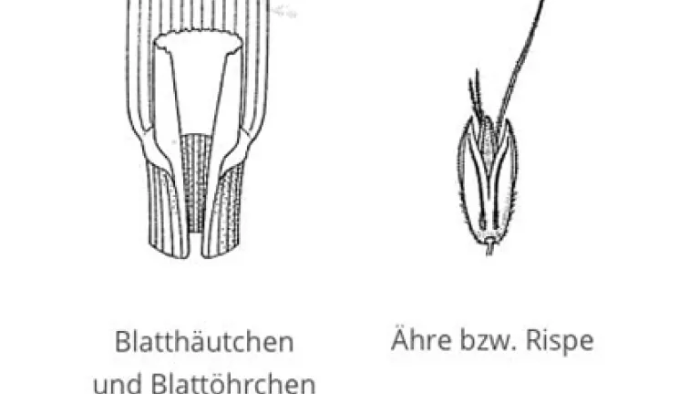 Ackerfuchsschwanz