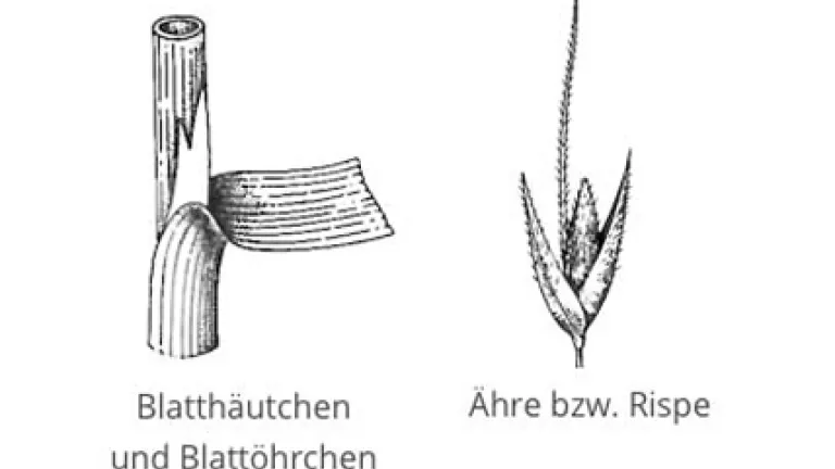 Windhalm
