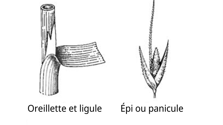 Agrostide jouet-du-vent