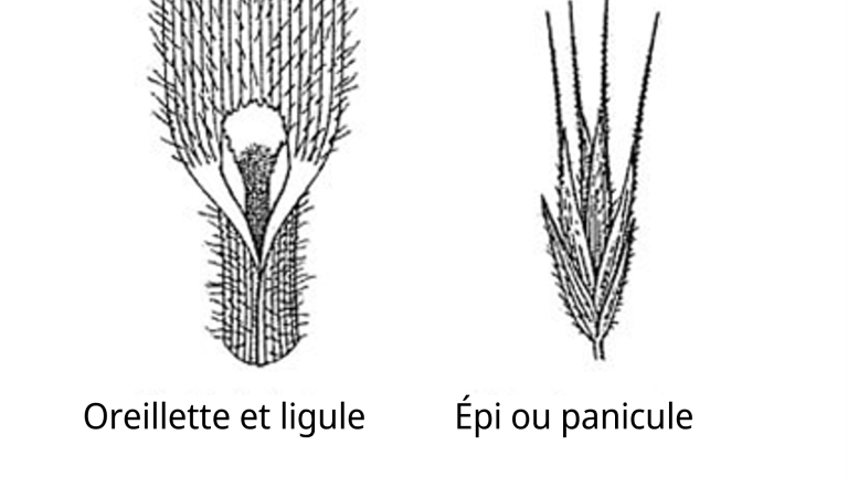 Brome