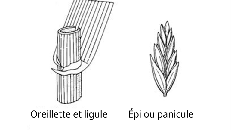 Raygrass