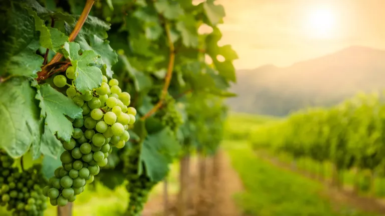 dat_the_picture_shows_a_close_up_of_a_bunch_of_green_grapes_hanging_from_a_vine_in_a_vineyard.webp
