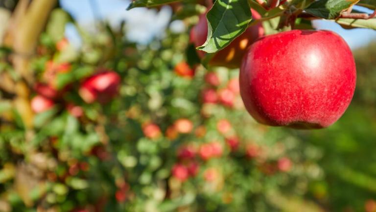 Apfel