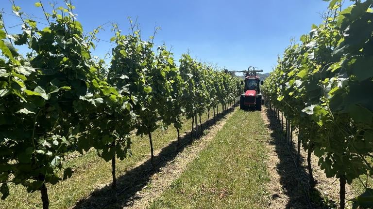 Traktor zwischen Weinreben unter blauem Himmel, Blick durch die Rebzeile.