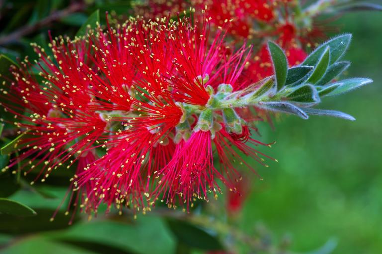 Callistemon