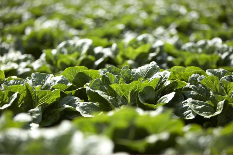 Kopfsalat