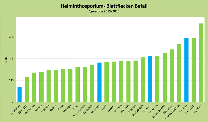 Helminthosporium Blattflecken