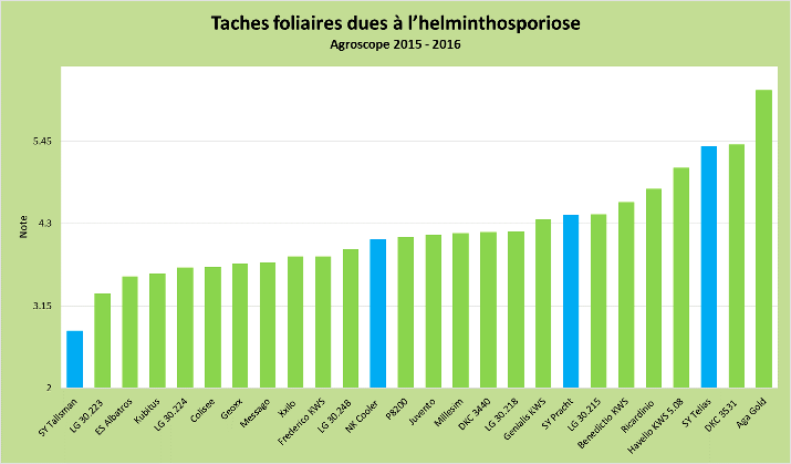 Taches foliaires dues à l'helminthosporiose
