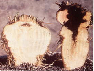 Beispiel Bormangel