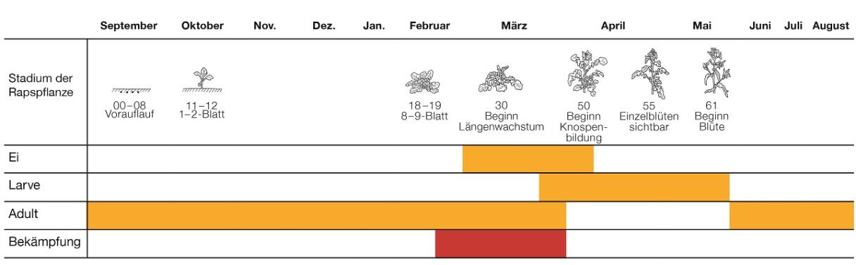 Rapsstängelrüssler Entwicklung