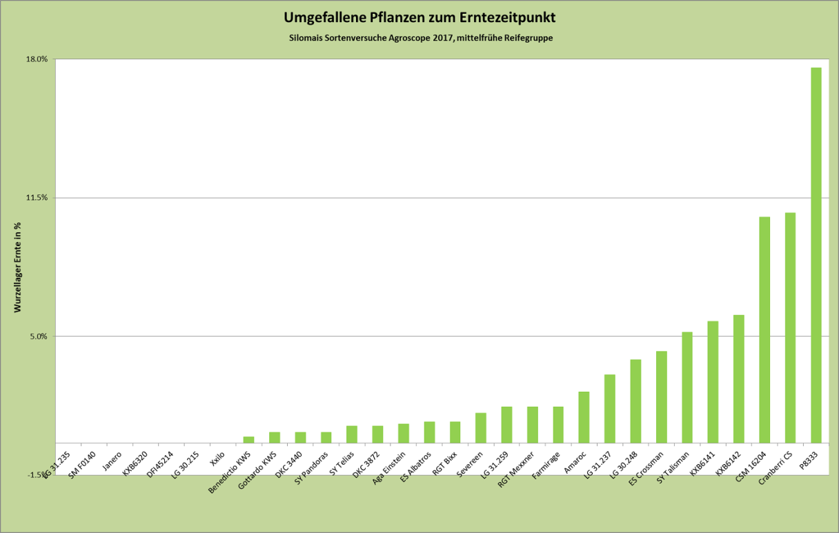 Mais umgefallene Pflanzen zum Erntezeitpunkt 2017