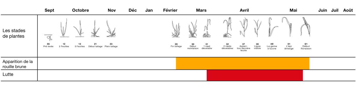 Développement et lutte rouille brune dans le blé