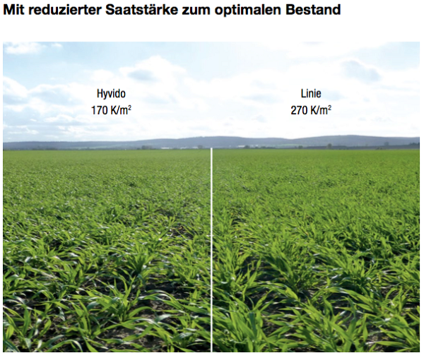 Saatstärke Hybridgerste im Vergleich mit Liniensorte