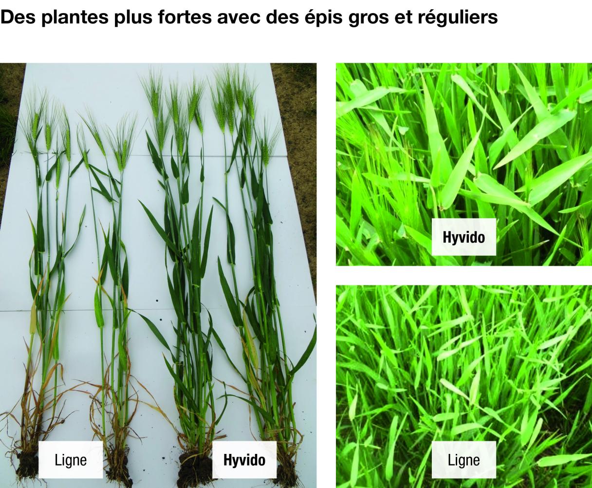 Des plantes plus fortes
