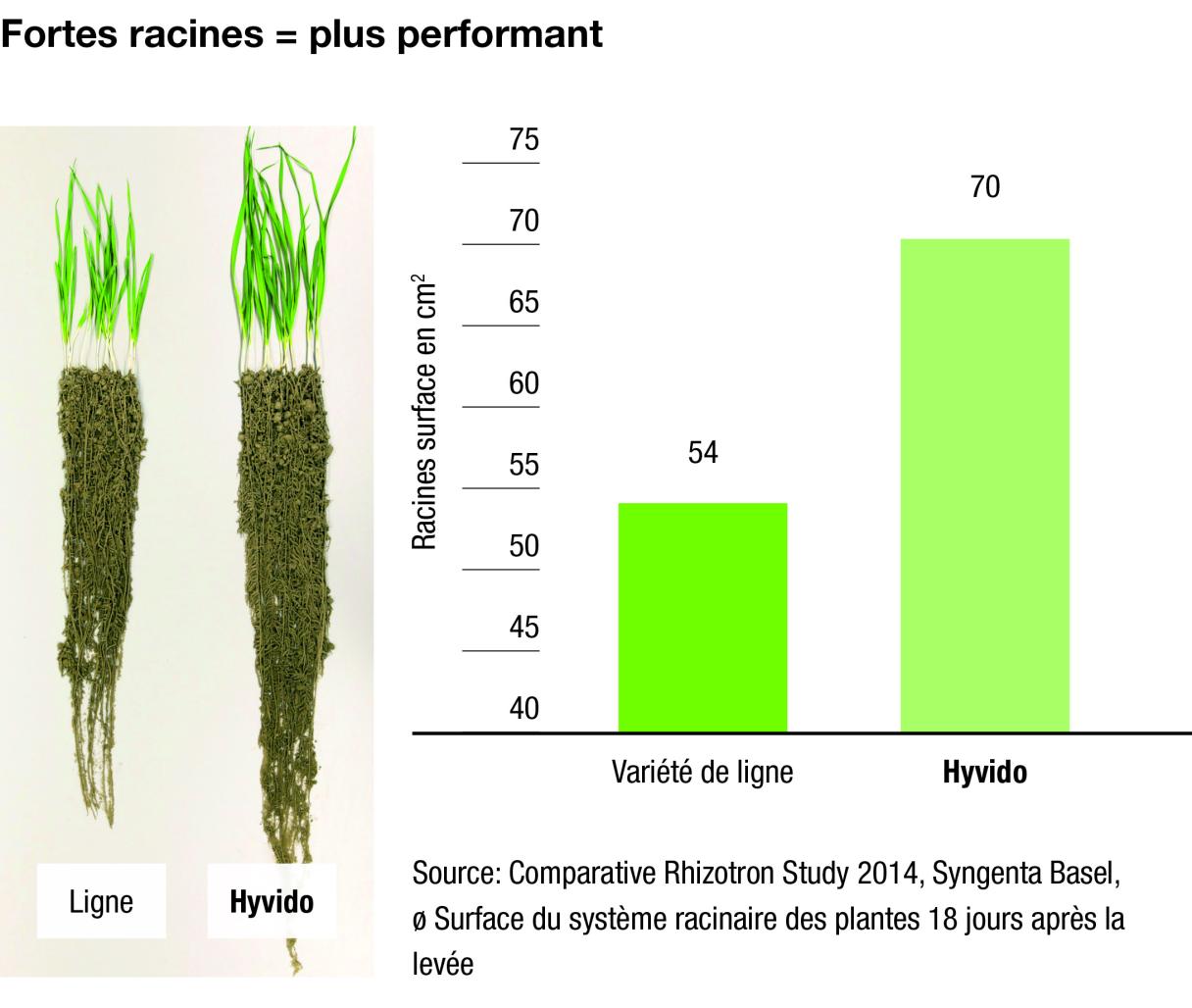Hyvido fortes racines