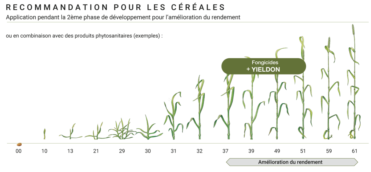 Yieldon est utilisé de préférence en 2ème partie du cycle de croissance.