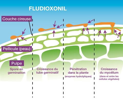 fludioxonil_grafik_f_480x386.jpg