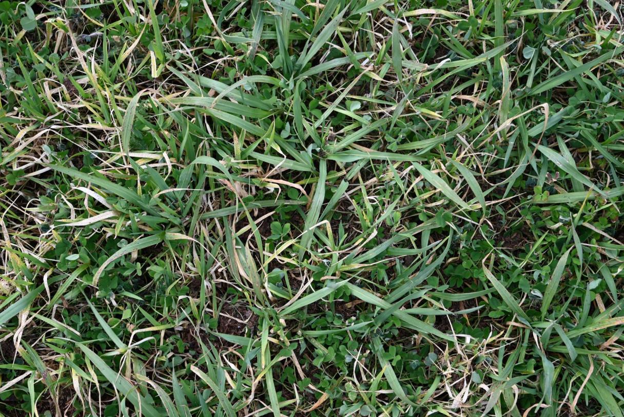 Gründüngung_SyngentaStein_2023
