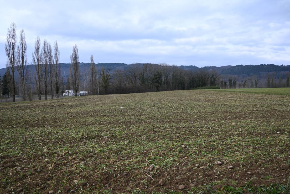 Flächenrotte_Stein_2023