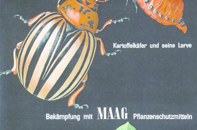 maag_kartoffelkaefer