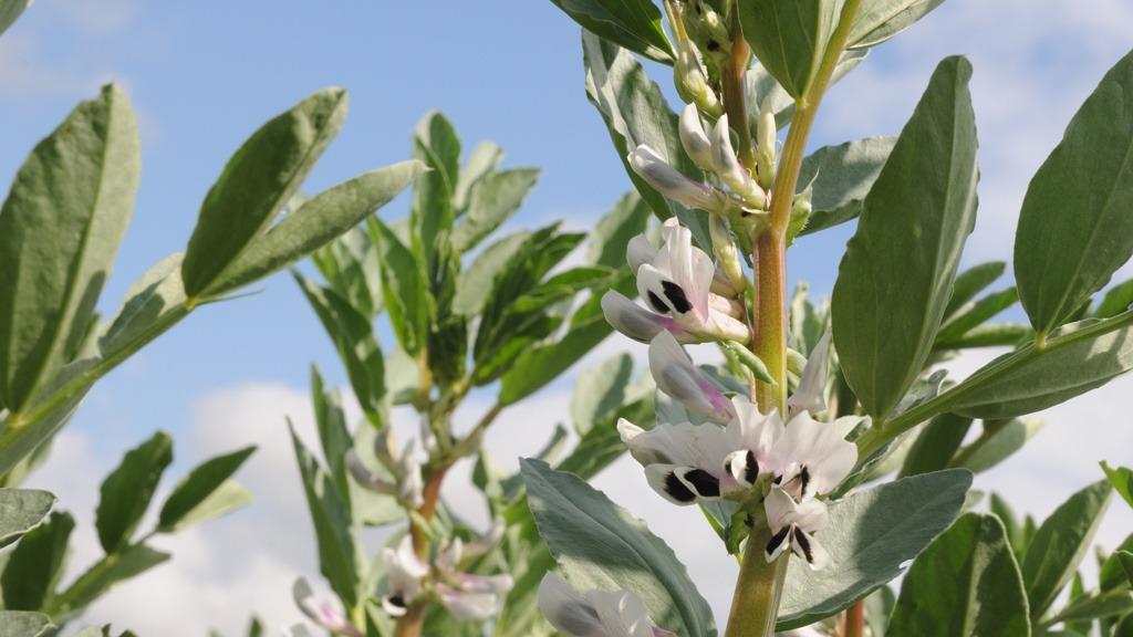 bean_crop_in_flower