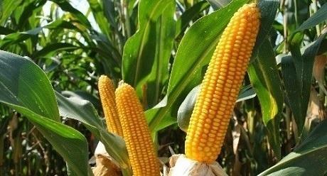 syngenta-live-im-feld-live-ticker-teaser-mais