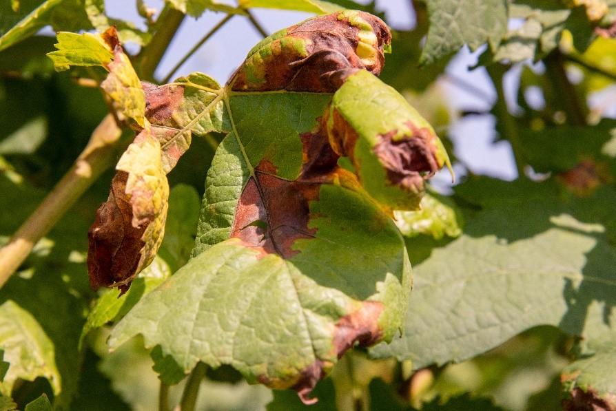 Von Mehltau befallene Reben im Thurgau