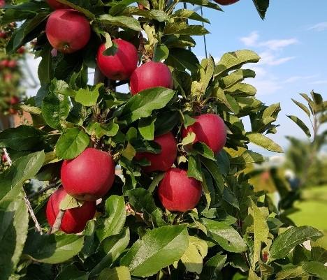 apple