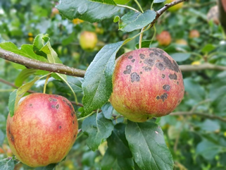 apple