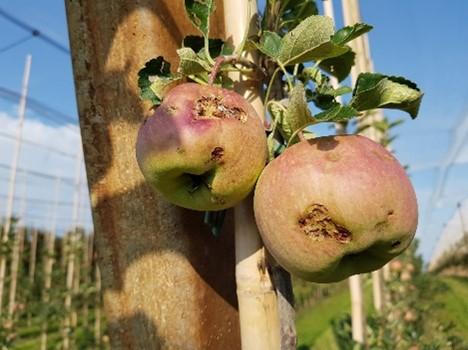 apple