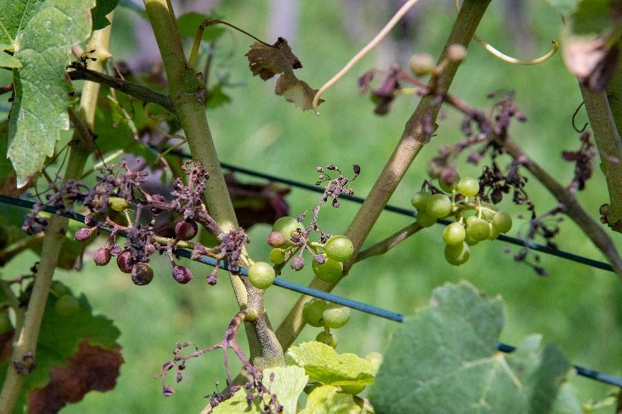 Von Mehltau befallene Reben im Thurgau