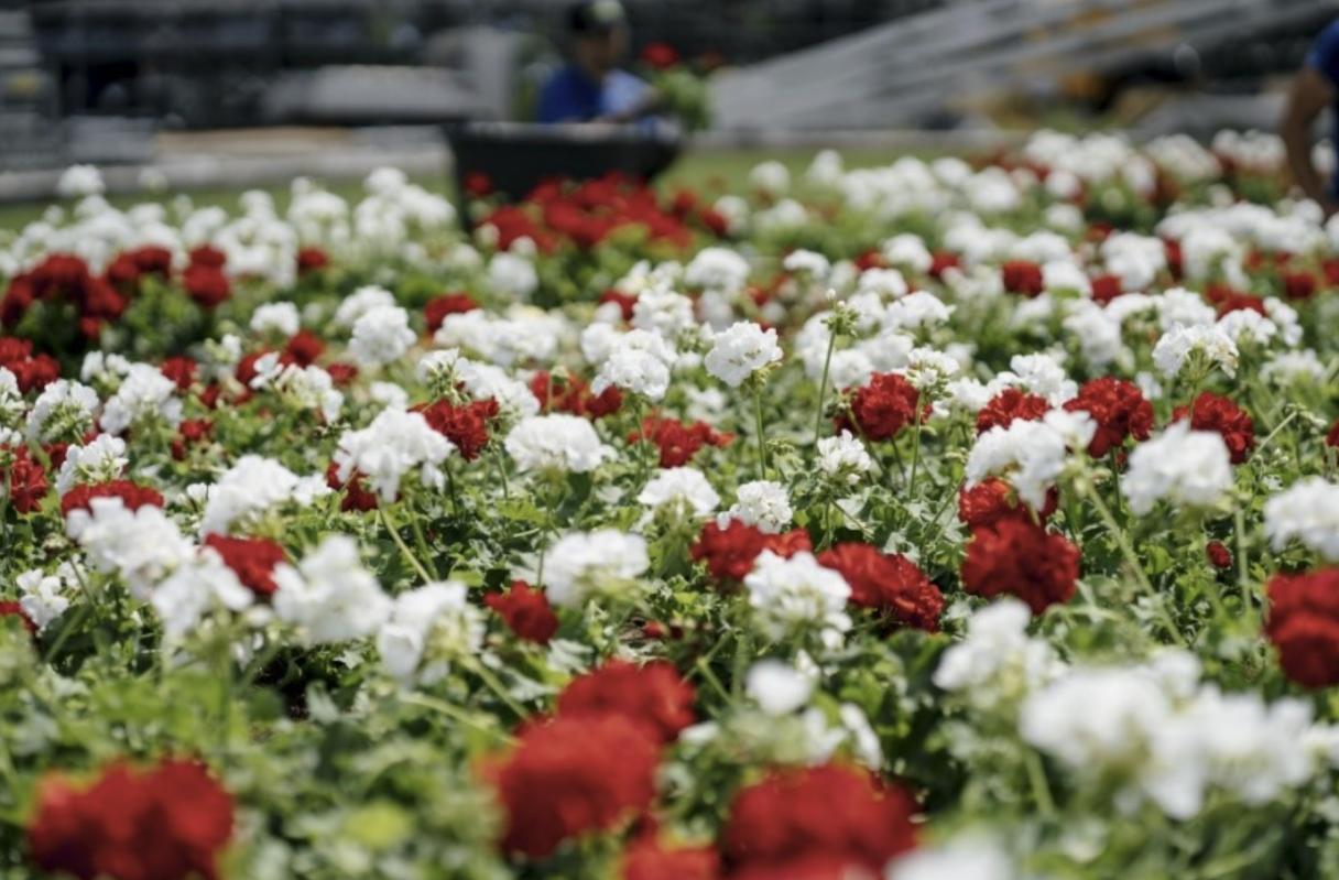 syngenta_flowers