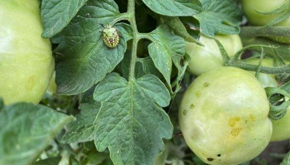 Stinkwanze auf Tomate