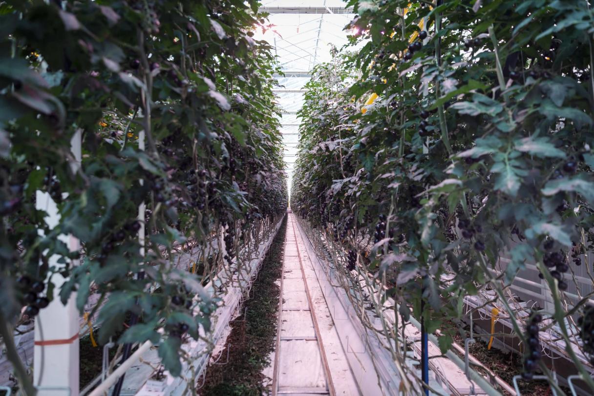 greenhouse-yoom_.jpg