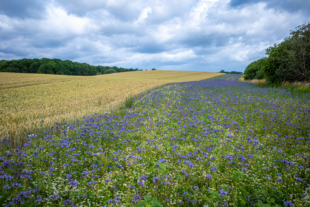 Feld_Blühstreifen