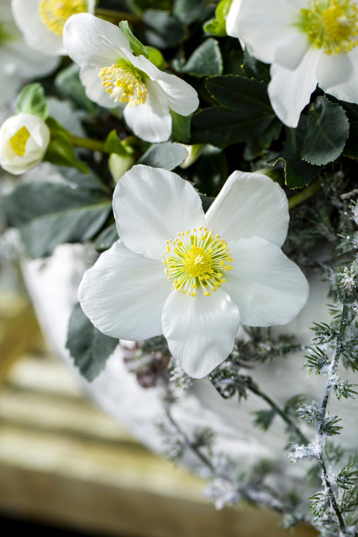 Christrose