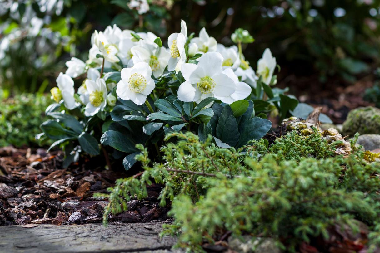 helleborus niger